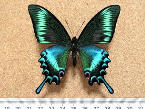 蝶 標本　ミヤマカラスアゲハ♂（北海道産／野外品）