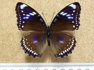 蝶 標本　リュウキュウムラサキ #17（長崎産／飼育品♀）