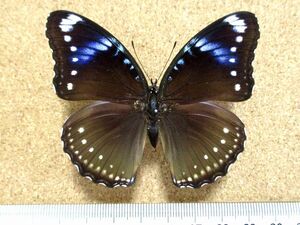 蝶 標本　リュウキュウムラサキ #20（長崎産／飼育品♀）