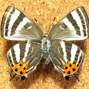 蝶 標本 トラフシジミ春型♀（長崎産／野外品）の画像3