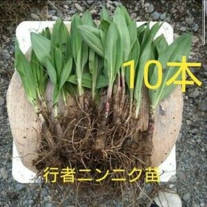 北海道十勝産　行者ニンニク　苗　アイヌネギ　ネコポスサイズ　10本