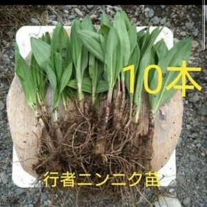 北海道十勝産　行者ニンニク　苗　アイヌネギ　ネコポスサイズ　10本