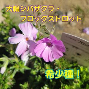 希少！『大輪・芝桜・フロックストロット』ピンク　4号ポット苗　土付き抜き苗　1ポット分