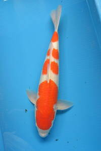 . white * male (4 year 5 month production * approximately *49cm)