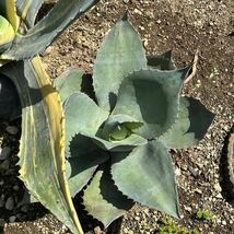 アガベ オバティフォリア Agave ovatifolia 多肉植物 ドライガーデン ロックガーデン_画像4