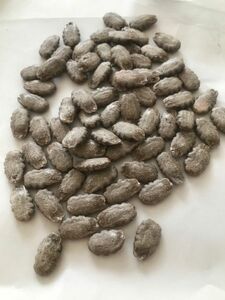 自家採種した セイロン瓜　蛇瓜種子10粒