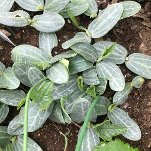 野菜へちま苗5本