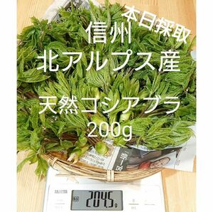 コシアブラ 200g 4/17採取 信州北アルプス産　山菜 天然