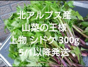 シドケ 上物300g モミジガサ 信州 北アルプス産　天然　山菜