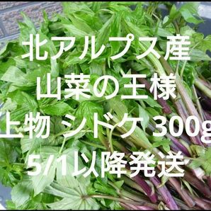 シドケ 上物300g モミジガサ 信州 北アルプス産　天然　山菜