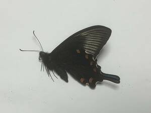 本年採集　埼玉県産カラスアゲハ♂未展翅標本　三角紙標本　蝶標本