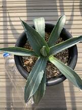 アガベ アメリカーナ 縞斑 agave americana cv. striata 斑入り 写真現品_画像5