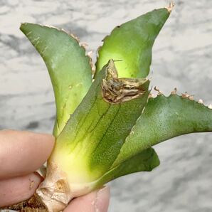 971.厳選株精選Agave アガベ 白鯨厚葉SRの画像6