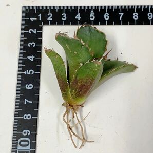 1019.厳選株精選Agave アガベ 白鯨厚葉SRの画像8