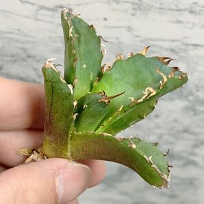 1019.厳選株精選Agave アガベ 白鯨厚葉SRの画像6