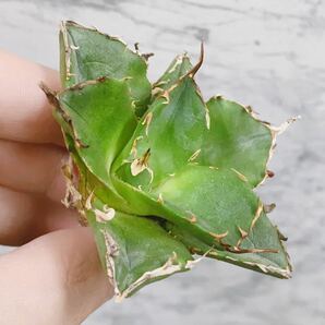 1020.厳選株精選Agave アガベ 白鯨厚葉SRの画像6