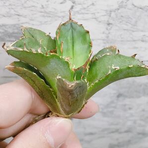 1021.厳選株精選Agave アガベ 白鯨小株厚葉SRの画像5