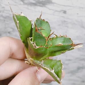 1022.厳選株精選Agave アガベ 白鯨小株厚葉SRの画像4