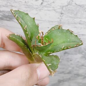 1023.厳選株精選Agave アガベ 白鯨小株厚葉SRの画像4