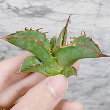 1030厳選株精選Agave アガベ 白鯨子株厚葉SR_画像6