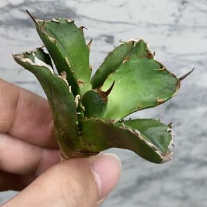 1052.厳選株精選Agave アガベ 白鯨小株厚葉SRの画像7