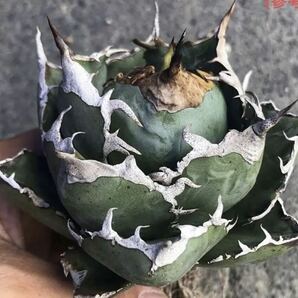 971.厳選株精選Agave アガベ 白鯨厚葉SRの画像1