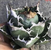 1052.厳選株精選Agave アガベ 白鯨小株厚葉SR_画像1