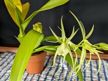 開花4蕾2 洋蘭 原種 カトレア Brassia.Rex 'Waiomao Spotless' FCC/AOS_画像6