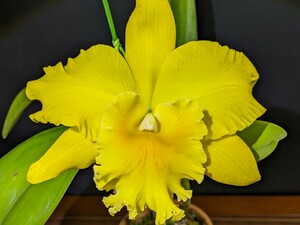 開花1 洋蘭 カトレア Rlc.Haw Yuan Gold 'O-2' FCC/RHS AM/AOS