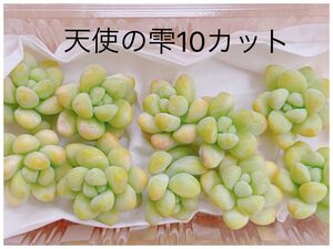 天使の雫(トレレアシー)10カット　カット苗　多肉植物　寄せ植えや多肉丼に