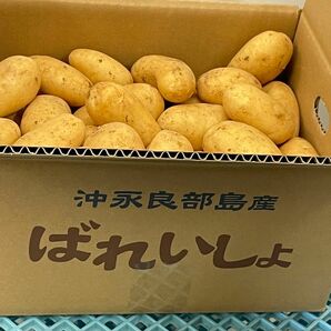 【赤土じゃがいも】アローワ　L以上５キロ/減農薬/沖永良部島産産新じゃが 採れたて 鹿児島県 減農薬 農家直送