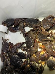 トッポガニ　45匹　餌　石鯛　石垣鯛　釣り