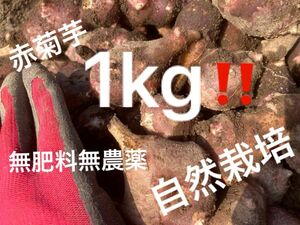 赤菊芋　北海道産　無肥料無農薬　自然栽培　掘りたて　農家直送