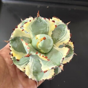 【農夫植物】F04アガベ チタノタ agave イシスメンシス 兜蟹錦 台湾株 強棘 葉包 特選極美株の画像3