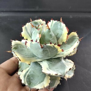 【農夫植物】F272アガベ チタノタ agave イシスメンシス 兜蟹錦 台湾株 強棘 葉包 特選極美株の画像3