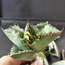 【農夫植物】F277アガベ チタノタ 蟹 カニ 極美極上小株4株同梱Agave Titanota 優良血統 強鋸歯_画像2