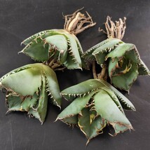 【農夫植物】F277アガベ チタノタ 蟹 カニ 極美極上小株4株同梱Agave Titanota 優良血統 強鋸歯_画像1