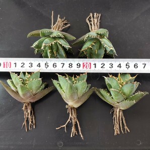 【農夫植物】F285アガベ チタノタ フィリグリー 圓葉拇指レース 発根済み葉包 矮小型 優良血統 精選小株5株同梱の画像5