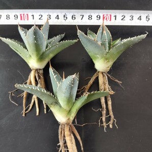 【農夫植物】F296アガベ チタノタ 帝君 agave emperor 極上強棘 狂刺 背棘 激レア高級品種 精選小株3株同梱の画像5