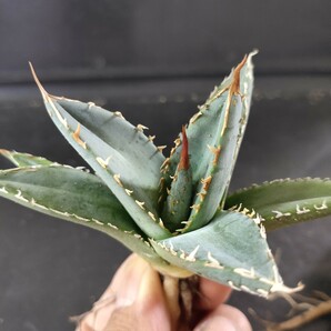 【農夫植物】F296アガベ チタノタ 帝君 agave emperor 極上強棘 狂刺 背棘 激レア高級品種 精選小株3株同梱の画像3