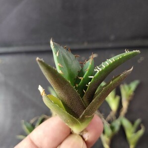 【農夫植物】F585アガベ チタノタ 宝珠 大白棘 agave jewel 優良血統 精選極上子株20株同梱 TC株の画像2