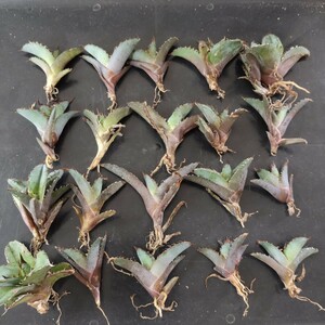 [ agriculture Hara plant ]F859 agave chitanotaBB black and blue a little over .. leaf type . selection finest quality . stock 20 stock including in a package excellent ..