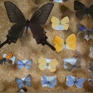 標本 蝶 希少種 ムラサキシジミ ムラサキツバメ他31体 標本箱 資料 研究 コレクションの画像7