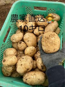 新ジャガイモ10キロB品 訳あり