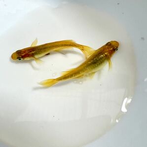 広島ショップ血統☆レモンスカッシュ☆メダカの若魚 1ペア 鮮やかな黄色の画像3