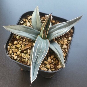  agave nickel si- real raw seedling pin tila. blow snow . kind . kind 