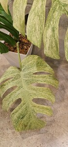 ◆モンステラ　ボルシギアナ　ミント！！ Mint！斑入り！天芽！◆Monstera Borsigiana Mint！！　斑入り