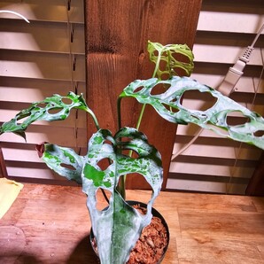 ◆モンステラ オブリクア ペルー！！◆Monstera Obliqua Peruの画像4