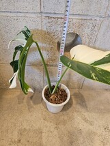 ◆モンステラ　ボルシギアナ　ミント！！ Mint！斑入り！天芽！◆Monstera Borsigiana Mint！！　斑入り_画像6