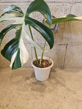 ◆モンステラ　ボルシギアナ　ミント！！ Mint！斑入り！天芽！◆Monstera Borsigiana Mint！！　斑入り_画像2